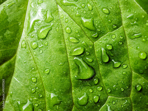 Close up of fresh young spring green leaf highlighted reveal green leaf texture sprinkled with water drops