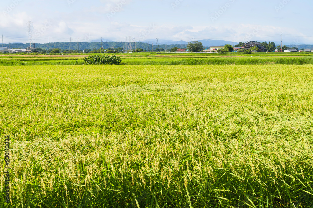 ear of rice in paddy rice field. ear of rice in paddy rice field.