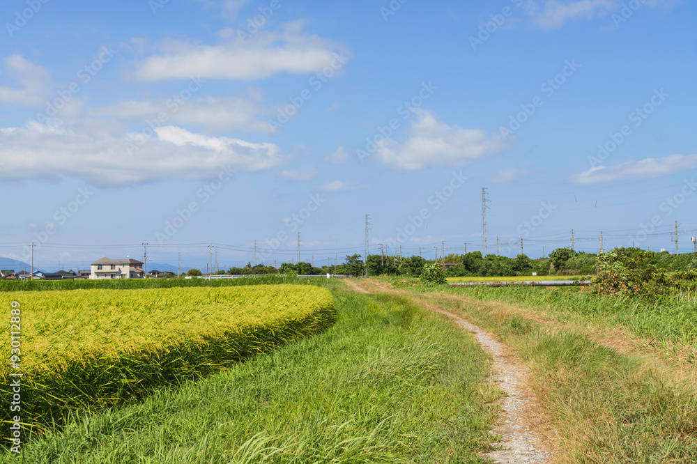 Rice field and blue sky Image of summer Rice field and blue sky Image of summer