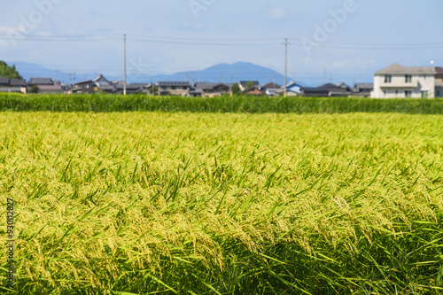 ear of rice in paddy rice field.