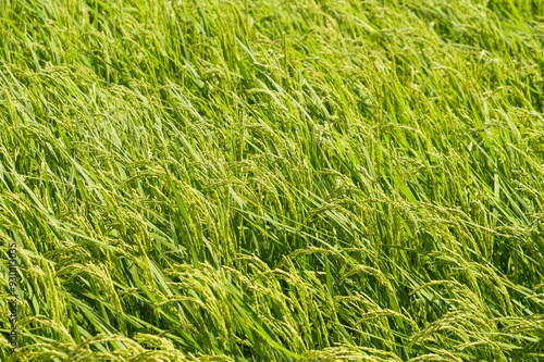 rice plant in rice field