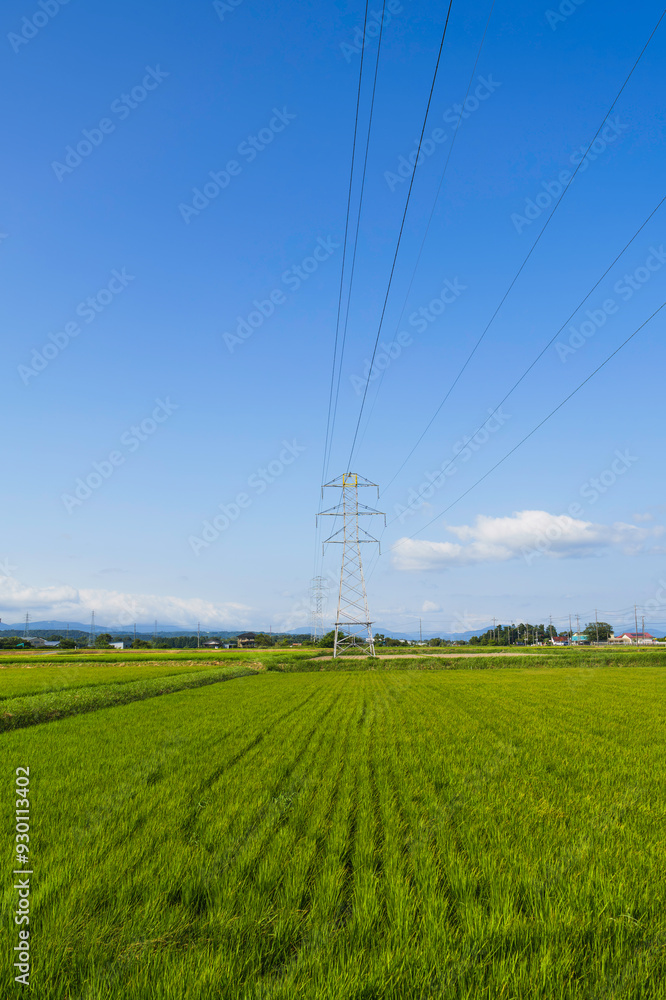 Rice field and blue sky Image of summer Rice field and blue sky Image of summer