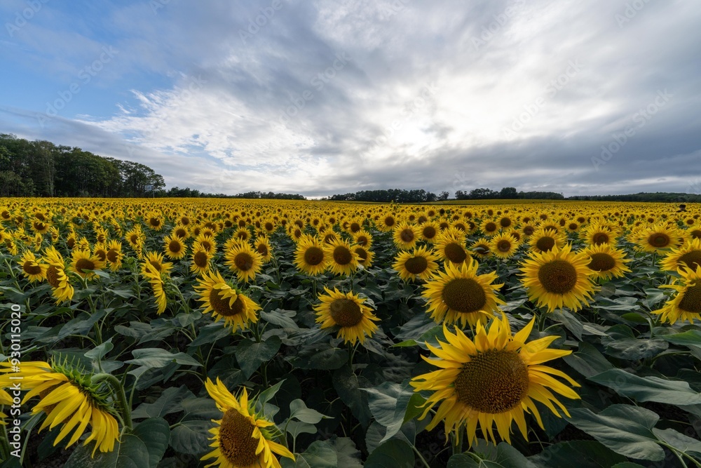 Obraz premium 北海道 北竜町 向日葵 向日葵 夏