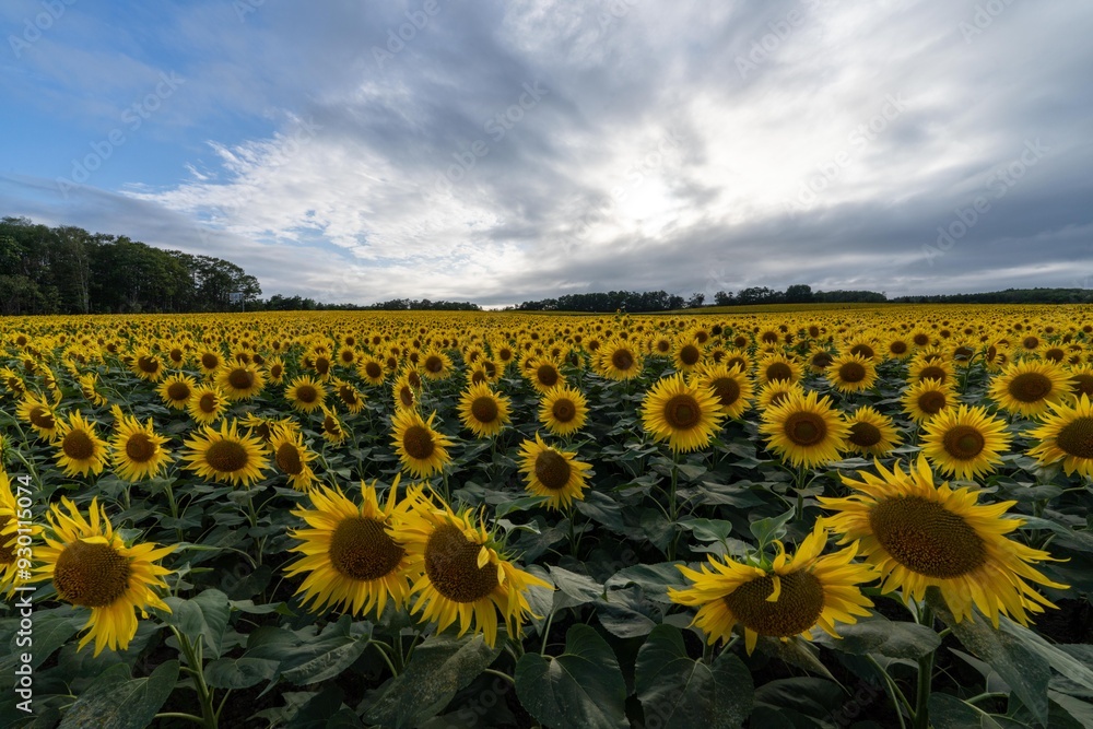 Obraz premium 北海道 北竜町 向日葵 向日葵 夏
