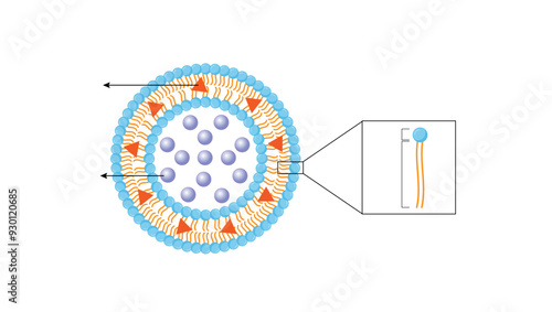 Liposome, with hydrophilic and hydrophobic loads. Phospholipid structure, Drug encapsulation. Vector illustration.	
