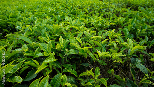 The green tea leaves are fresh to the eye photo