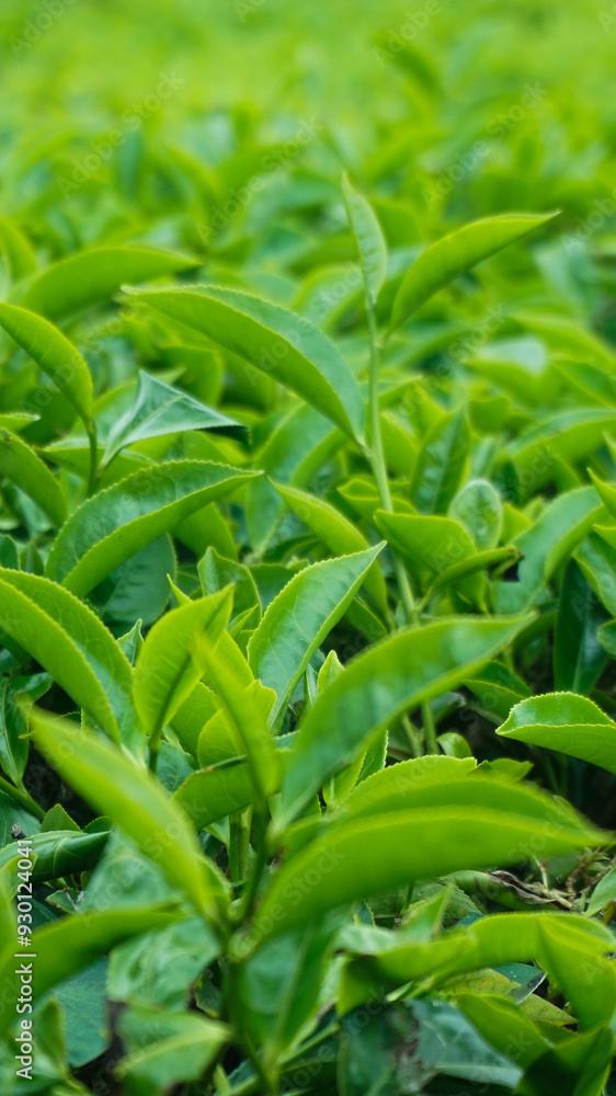 The green tea leaves are fresh to the eye The green tea leaves are fresh to the eye