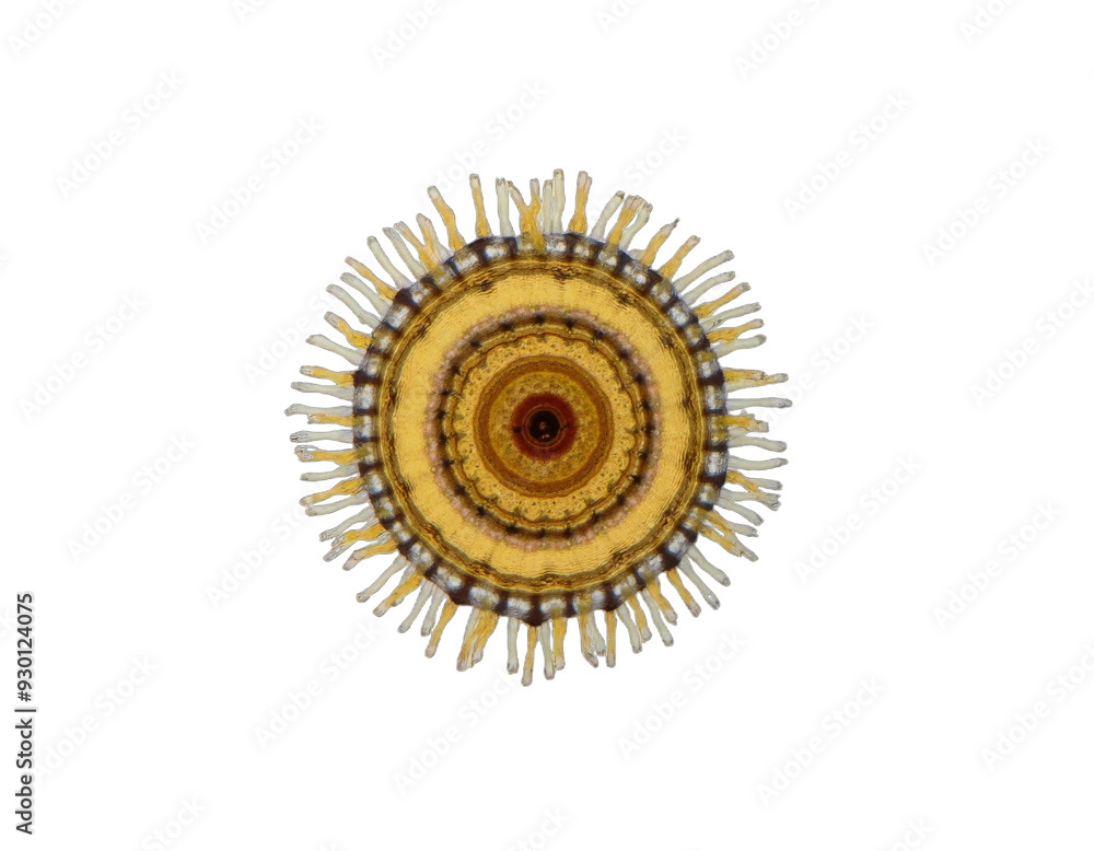 spherical spiral virus on the alpha isolated transparent background spherical spiral virus on the alpha isolated transparent background