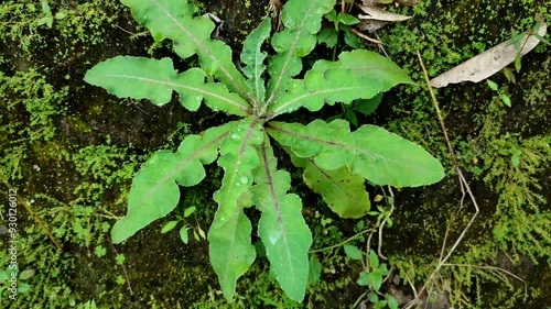 tapak liman plant on the ground photo