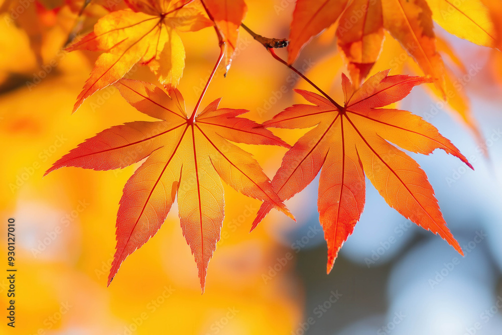 Autumn Leaves Scenery Autumn Leaves Scenery