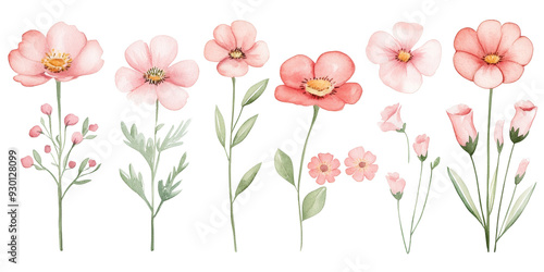Set of colorful flowers on transparent background, isolated, AI generated