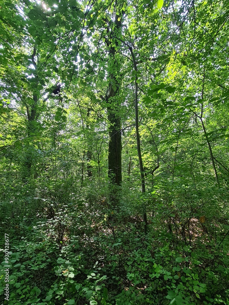 tree photography in the Plänterwald Forest in Berlin Treptow/Köpenick tree photography in the Plänterwald Forest in Berlin Treptow/Köpenick