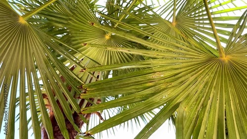 Hojas de palmera en plano contrapicado moviéndose despacio con la brisa