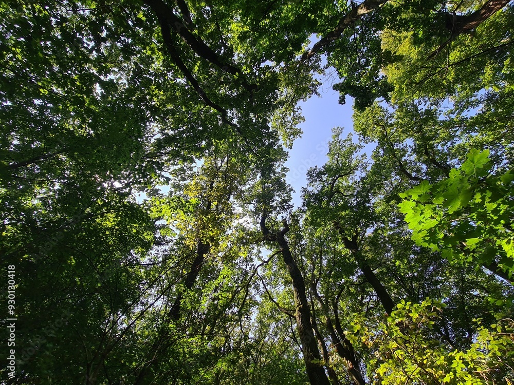 Fototapeta premium trees and blue sky - Plänterwald Forest, Berlin Treptow/Köpenick