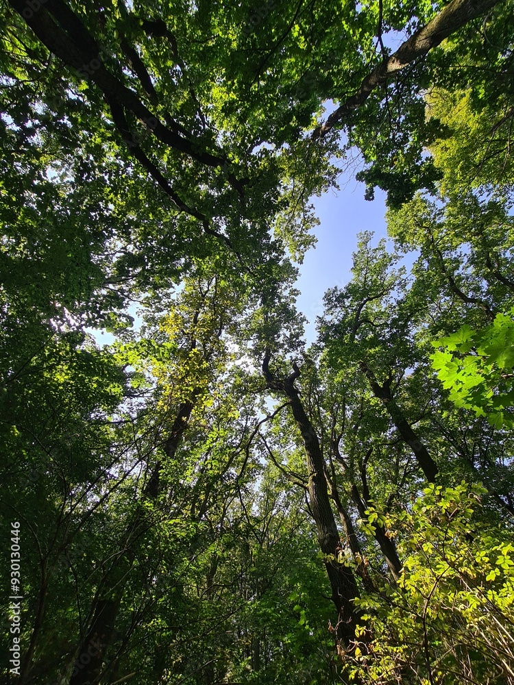 trees and blue sky - Plänterwald Forest, Berlin Treptow/Köpenick trees and blue sky - Plänterwald Forest, Berlin Treptow/Köpenick