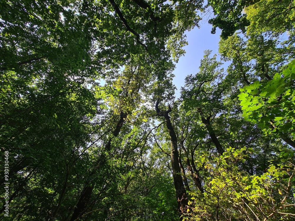 trees and blue sky - Plänterwald Forest, Berlin Treptow/Köpenick trees and blue sky - Plänterwald Forest, Berlin Treptow/Köpenick