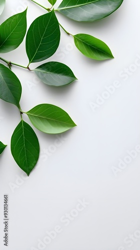 Branches adorned with vibrant leaves against a white background, exuding youthful vitality. 32k UHD, Flickr, hanging scroll.