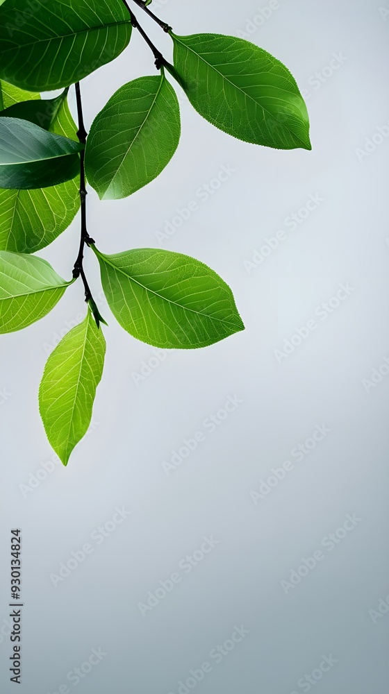 custom made wallpaper toronto digitalBranches adorned with vibrant leaves against a white background, exuding youthful vitality. 32k UHD, Flickr, hanging scroll.