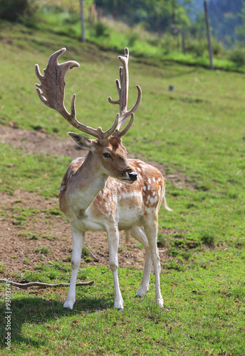 Fototapeta Naklejka Na Ścianę i Meble -  Daniel samiec