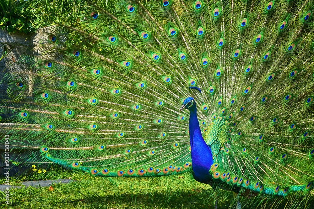 Obraz premium Portrait Peacock, live in a forest natural park colorful spread tail-feathers gesture elegance.