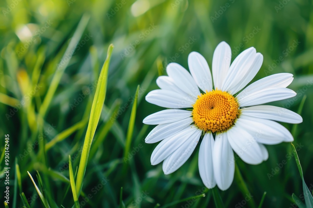 Obraz premium A close-up of a daisy flower, with its white petals and yellow center set against a background of green grass.