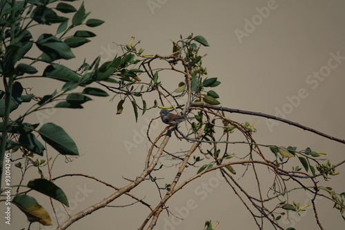 male spectacled warbler (Curruca conspicillata) Fuerteventura in the Canary Islands photo