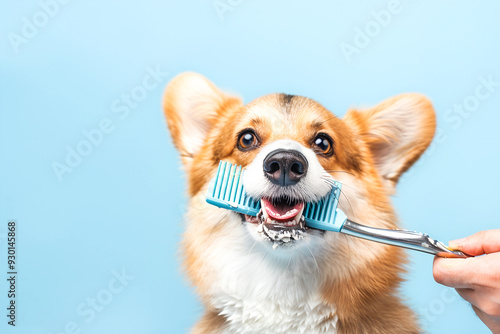 Close-up of dog being bathed and groomer in pet beauty salon studio for hairdressing clean fur on the face on light background