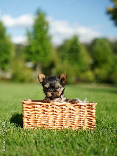 Yorkshire Terrier Puppy Sitting in a wicker basket on Green Grass. Fluffy, cute dog Looks at the Camera. Domestic pets	