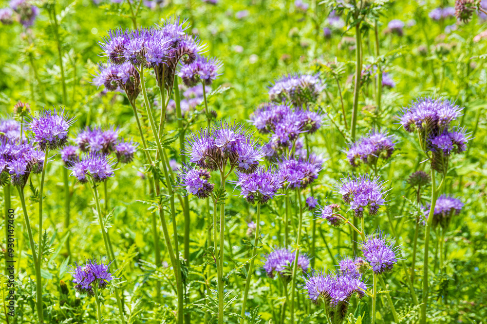 Borage, Phacelia tanacetifolia Benth. growing in a field near the Cotswold village of Duntisbourne Abbots, Gloucestershire, England UK - Used as a soil improving green manure. Borage, Phacelia tanacetifolia Benth. growing in a field near the Cotswold village of Duntisbourne Abbots, Gloucestershire, England UK - Used as a soil improving green manure.