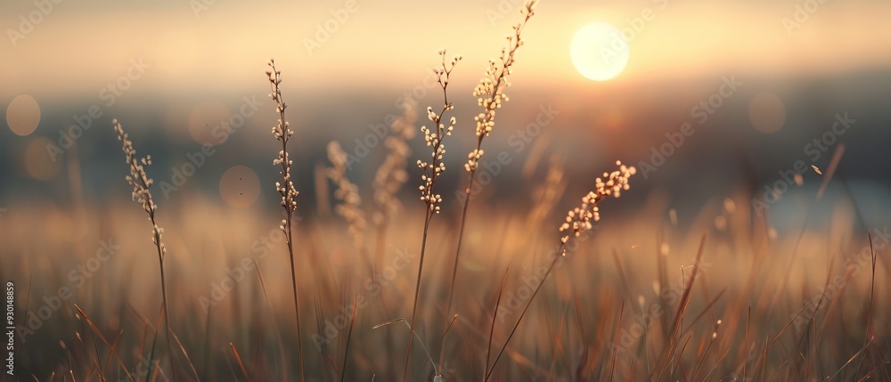tall grass tall grass