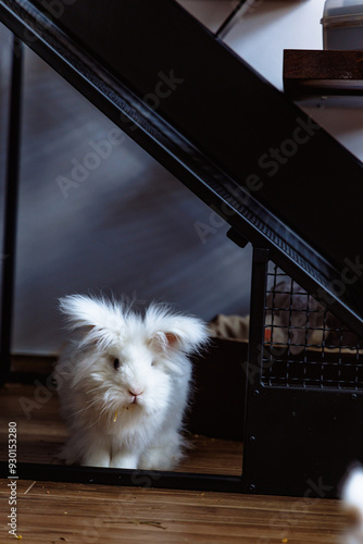 A fluffy white rabbit peeks from under a staircase in a cozy home setting during the afternoon