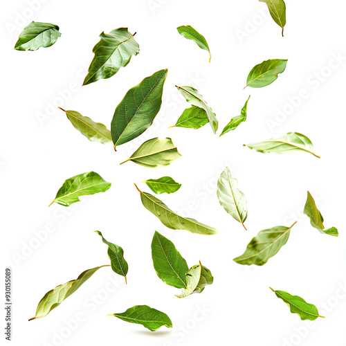Floating bay leaves in air on white background
