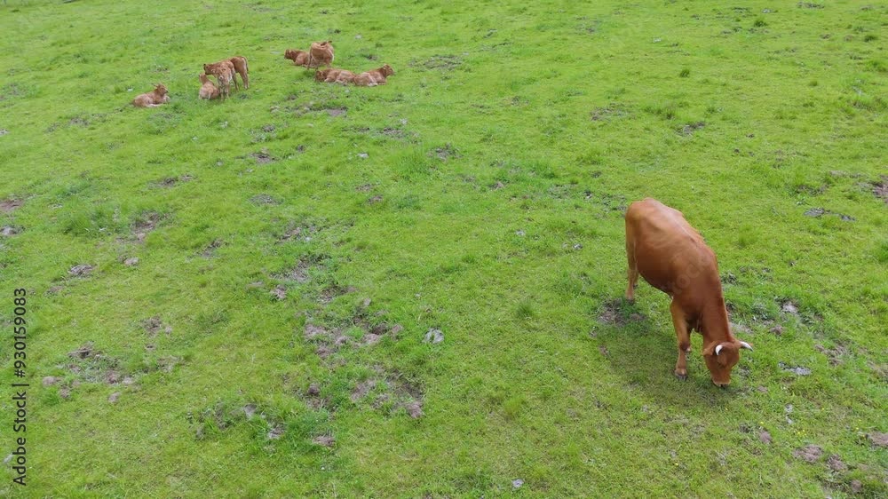 Cows feeding on a big grassy pasture. Drone-filmed aerial shots. Eco-friendly cattle farming. Different cows, bulls, and calves in a fenced meadow, resting under trees. Cows feeding on a big grassy pasture. Drone-filmed aerial shots. Eco-friendly cattle farming. Different cows, bulls, and calves in a fenced meadow, resting under trees.