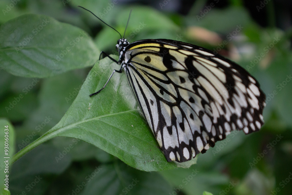 Naklejka premium Untitled