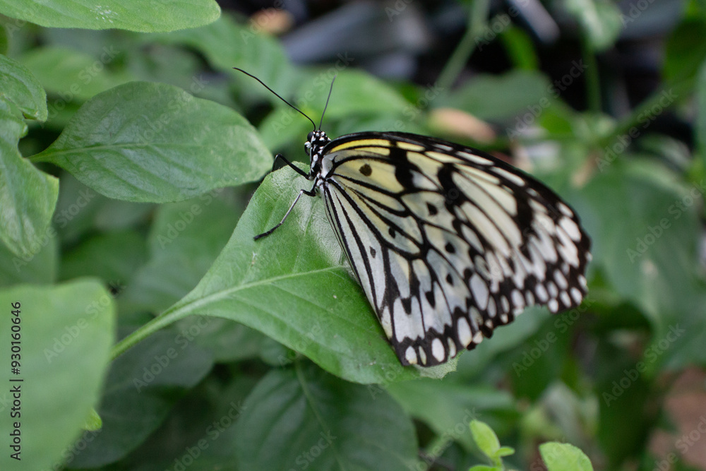 Obraz premium Untitled