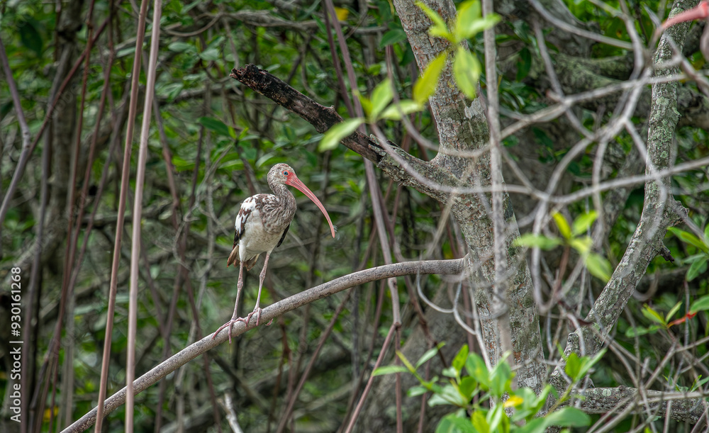 Close-up view of a white ibis (Eudocimus albus) in the equator. White ibis birds living freely in their natural habitat.
