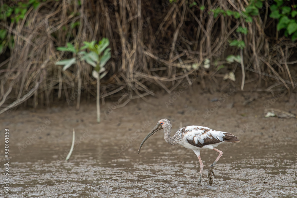 Close-up view of a white ibis (Eudocimus albus) in the equator. White ibis birds living freely in their natural habitat.