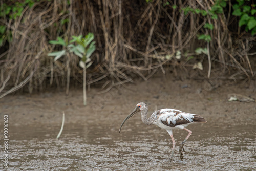 Obraz na płótnie Close-up view of a white ibis (Eudocimus albus) in the equator. White ibis birds living freely in their natural habitat. w salonie