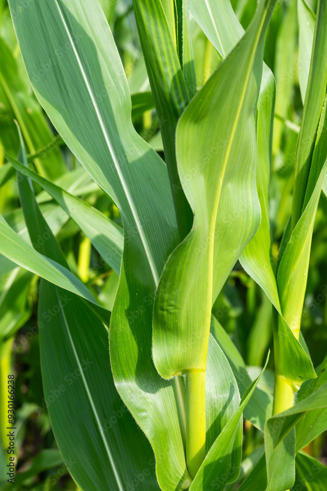 Obraz premium Unripe corn cob on an agriculture field in Heidenau, Germany