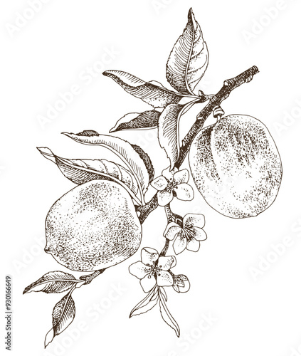 Peach tree branch with flowers and ripe fruits