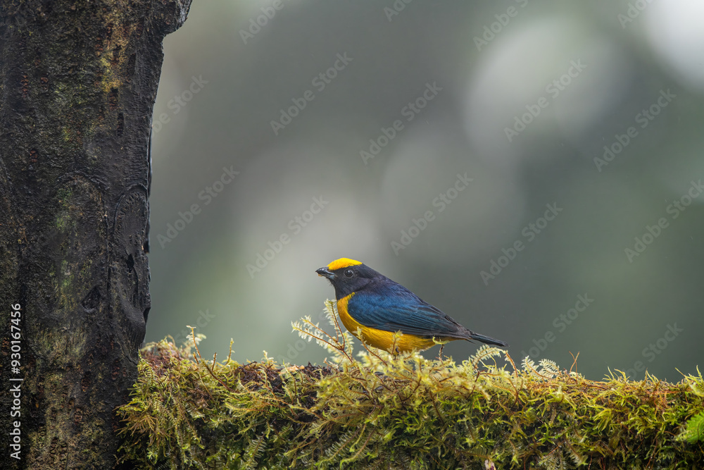 Yellow Bird. A Purple-throated Euphonia also known as Fim-fim perched on the branch. Species Euphonia chlorotica. Birdwatching. bird lover.