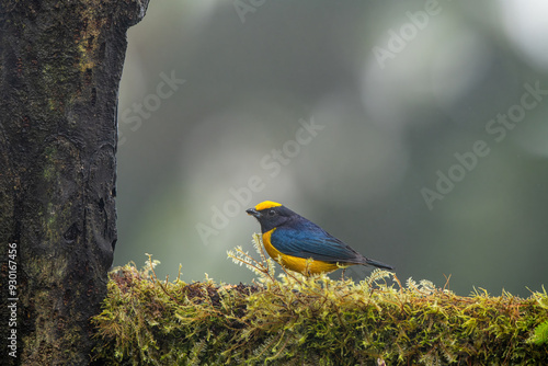 Obraz na płótnie Yellow Bird. A Purple-throated Euphonia also known as Fim-fim perched on the branch. Species Euphonia chlorotica. Birdwatching. bird lover. w salonie