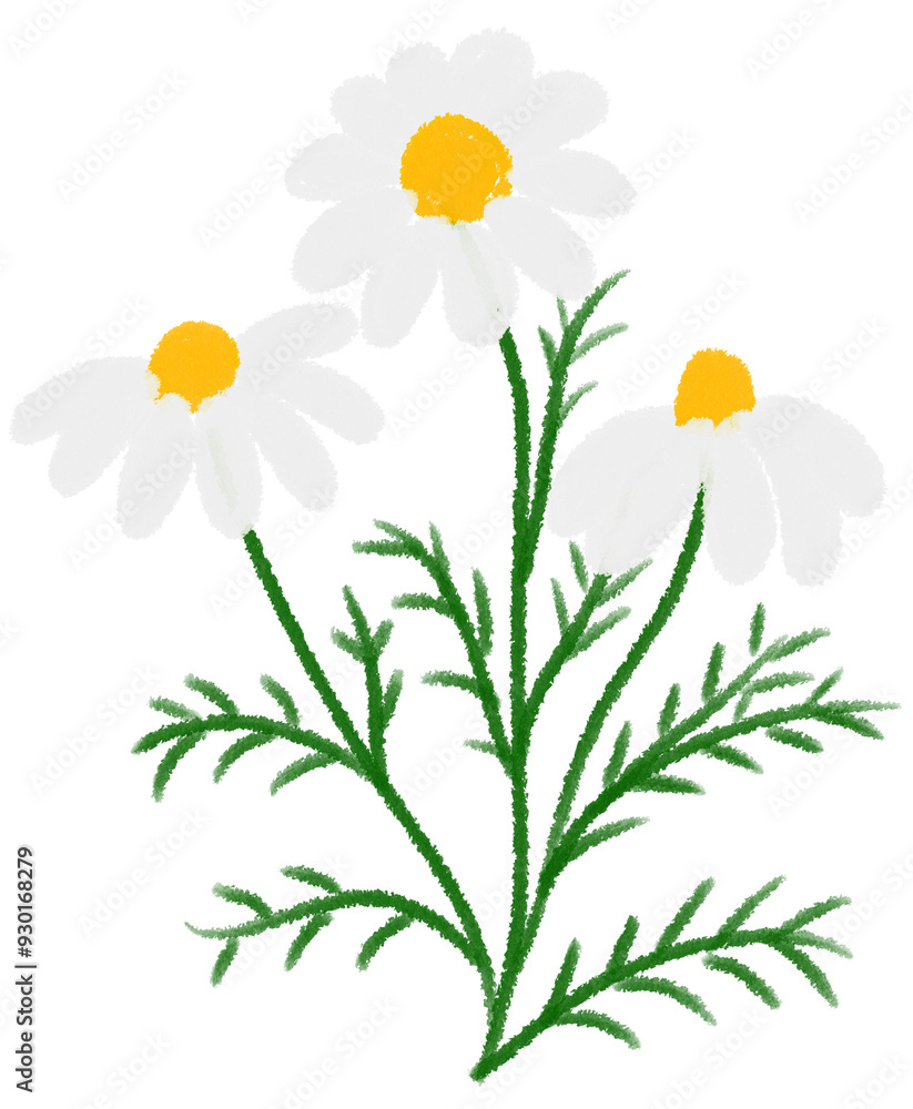 Fototapeta premium white Mexican aster