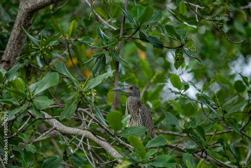 Portrait of a yellow-crowned night heron perched on a tree branch.