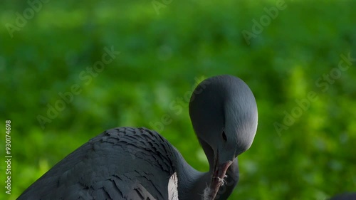 blue crane cleans his feathers photo