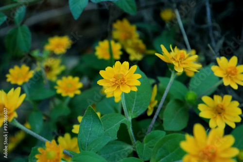 Close-up of of Million Gold or  Butter Daisy (Melampodium Divaricatum) is a small sunflower photo