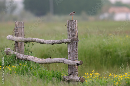 Tringa totanus - Redshank - Chevalier gambette