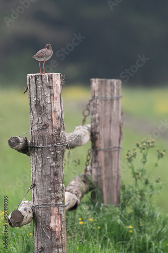 Tringa totanus - Redshank - Chevalier gambette