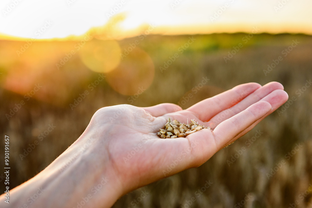 Close up of farmer's hands holding grains of wheat against a background of ears in sunset. Close up of farmer's hands holding grains of wheat against a background of ears in sunset.
