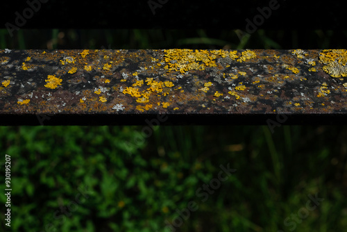 Common bright yellow Lichen growing on metal. Interaction between biology and metallurgy. Metal damage through biocorrosion and moisture retention. photo